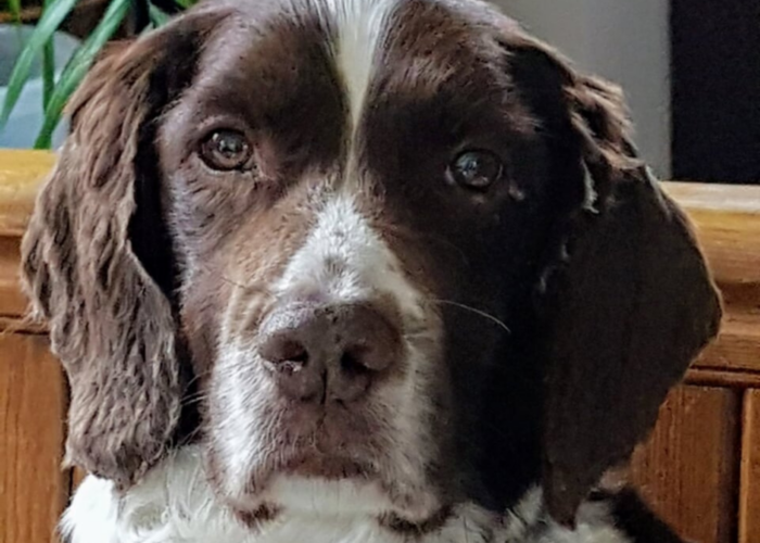 Retired police dog Ted