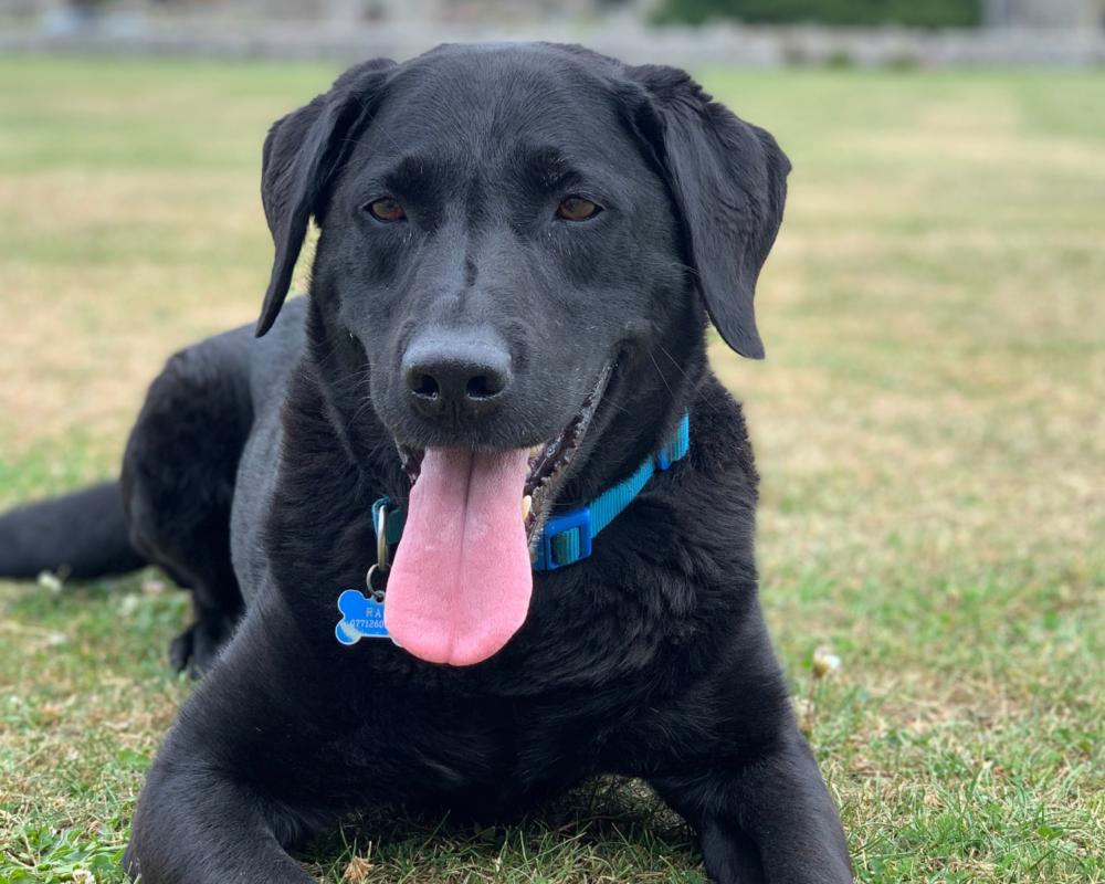 Retired police dog Ted