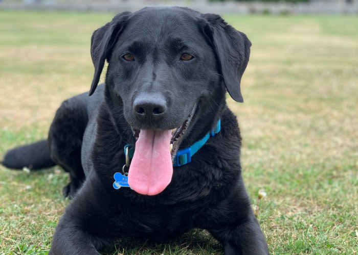 Retired police dog Ted