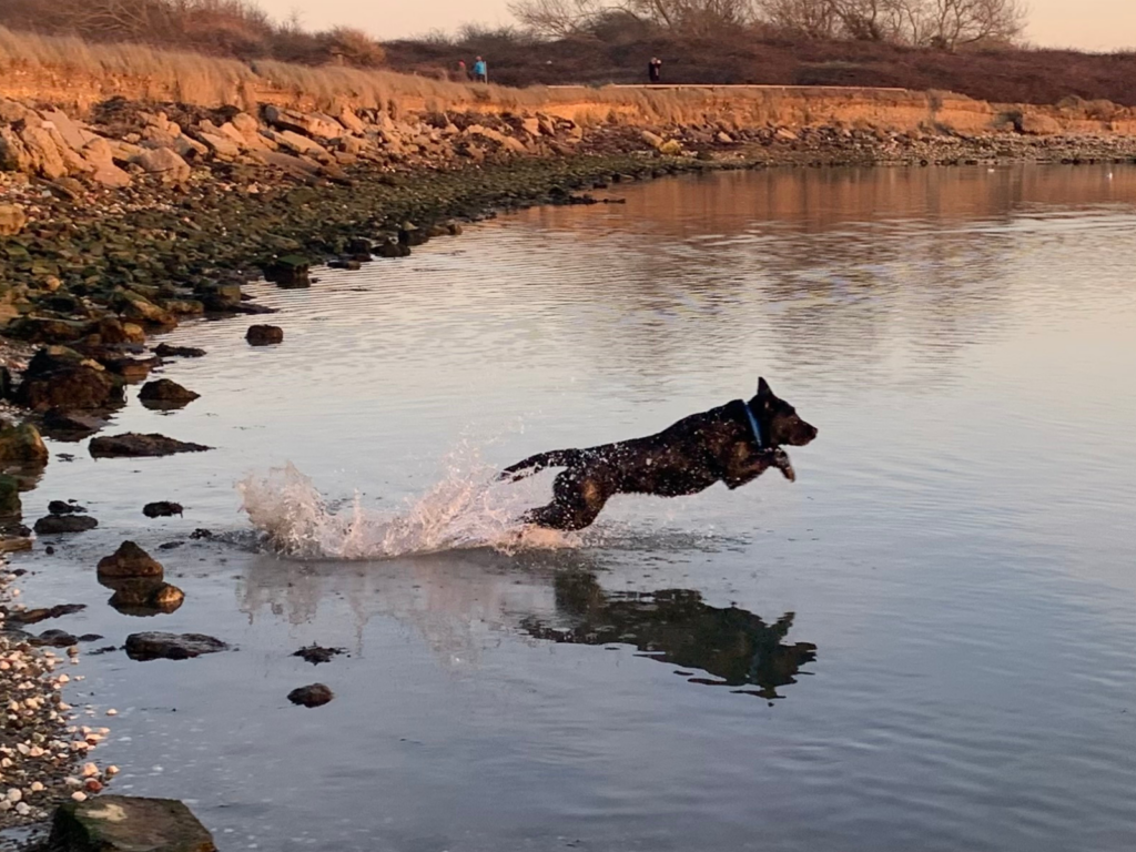 Retired police dog Ted jumps in a lake