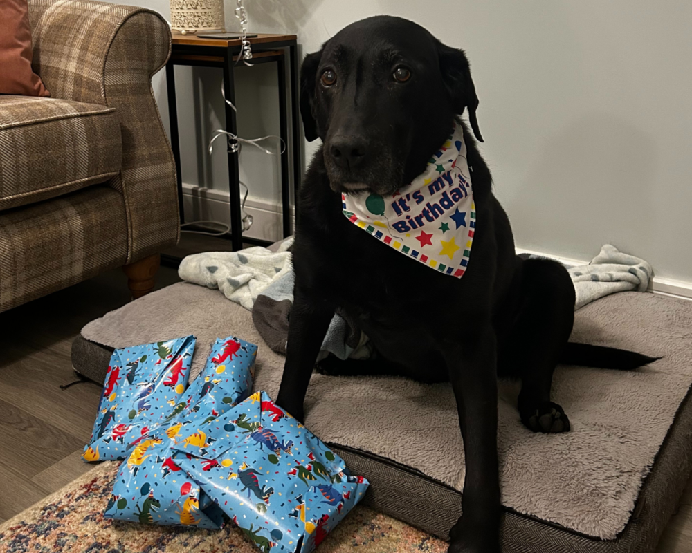 Retired police dog Ted celebrates his birthday