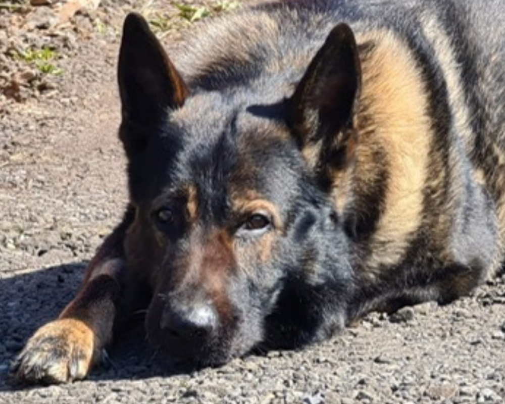 Retired police dog Alf