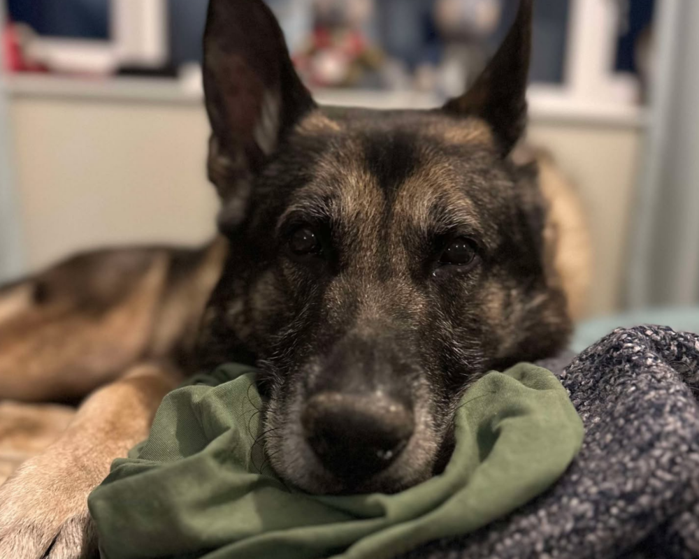 Retired police dog Audi relaxes at home