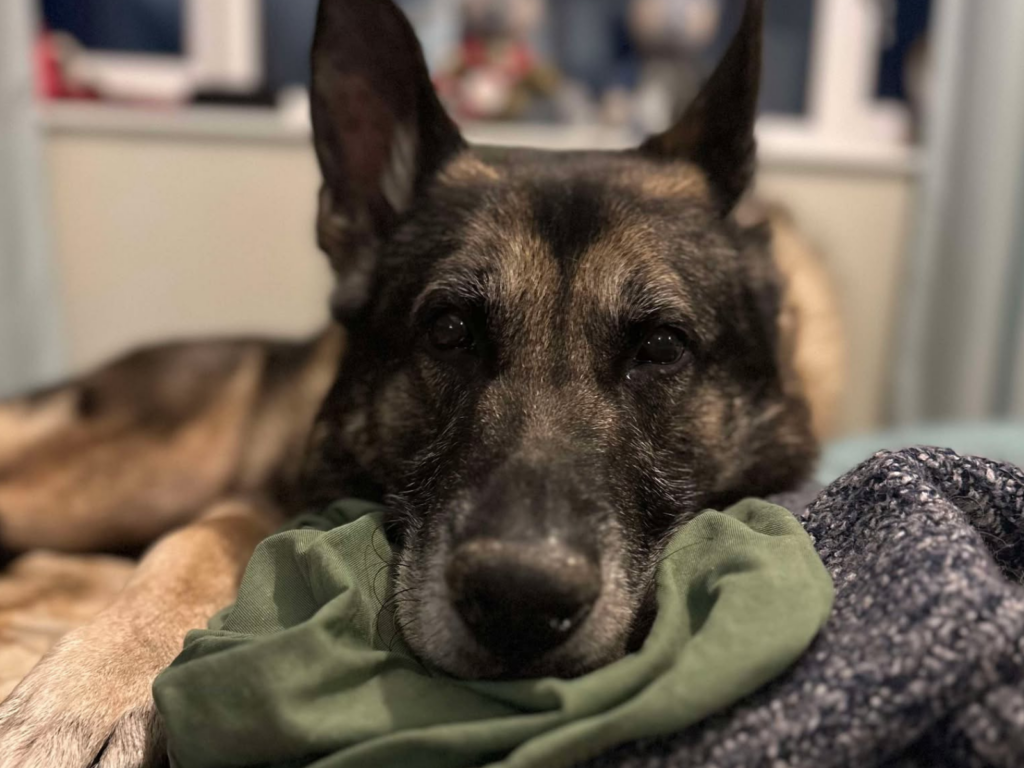 Retired police dog Audi relaxes at home