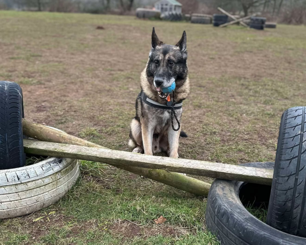 Retired police dog Audi playing