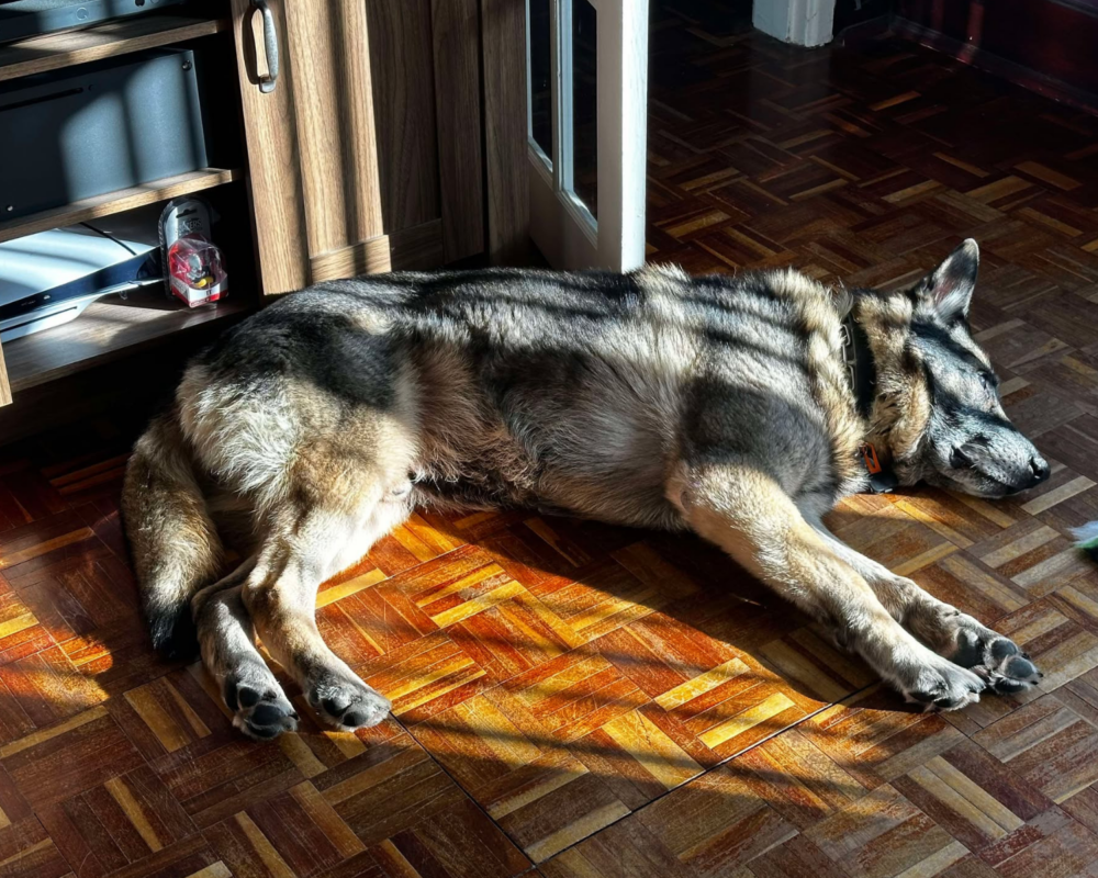 Retired police dog Audi snoozes in the sun