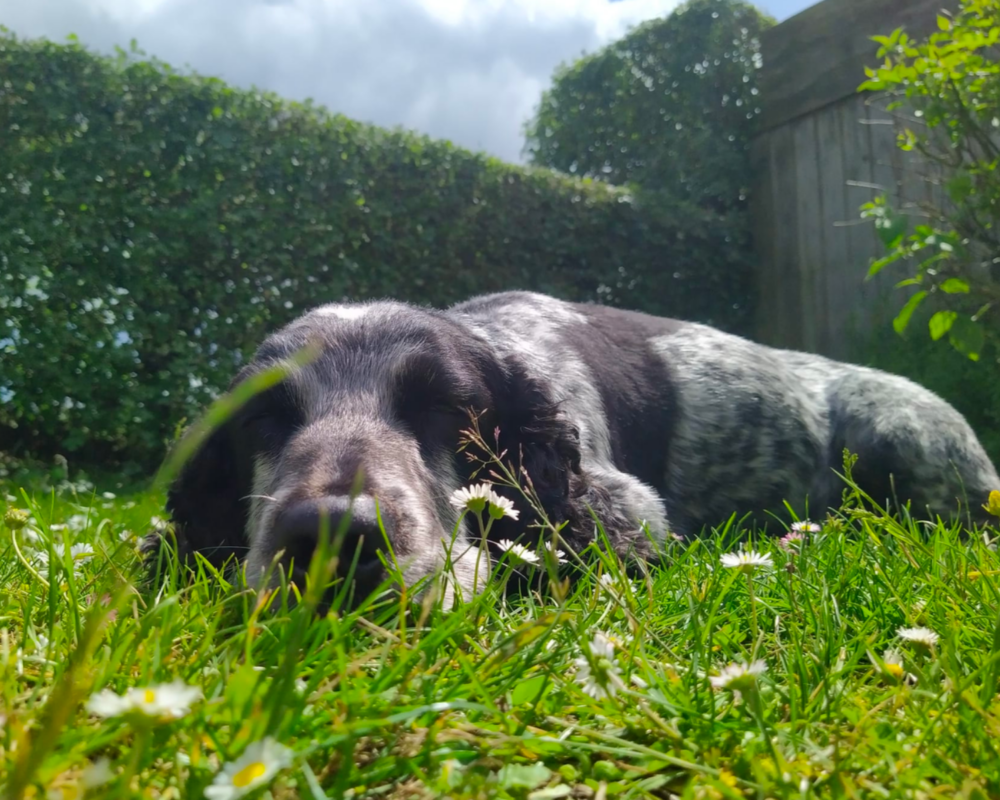 Retired police dog Billie snoozing in the sun
