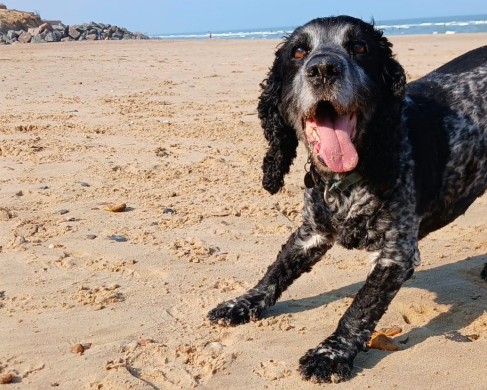 Retired police dog Billie at the beach
