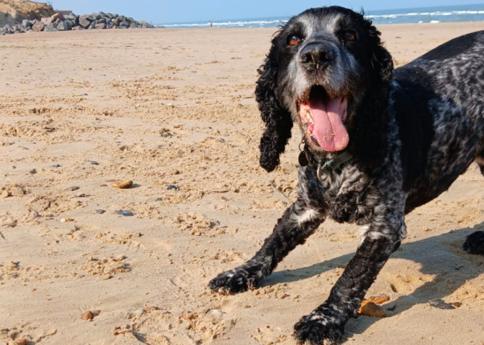 Retired police dog Billie at the beach