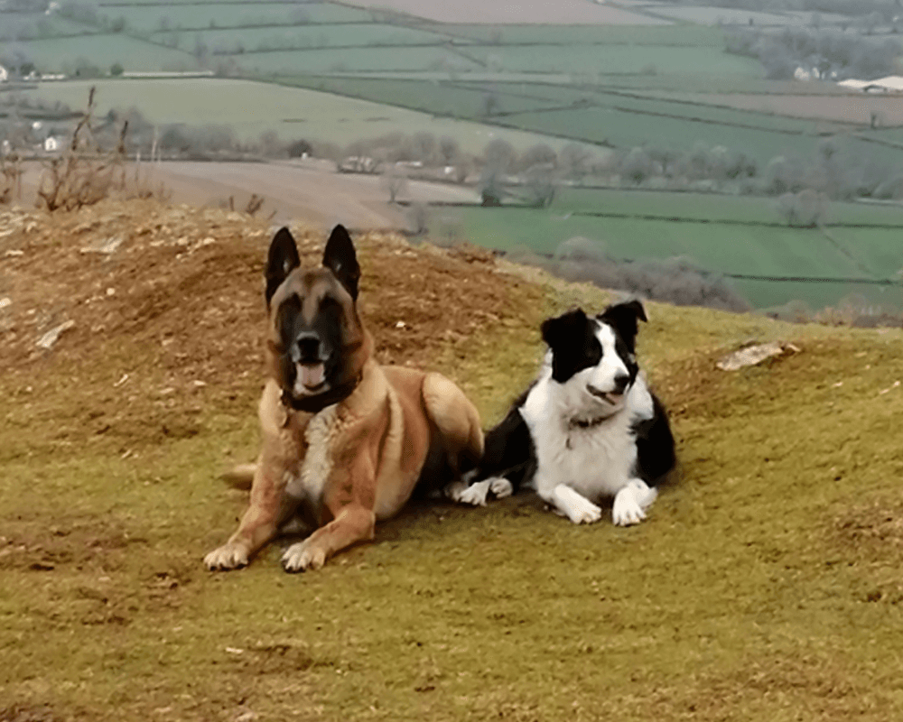 Retired police dog Blaze exploring with his friend