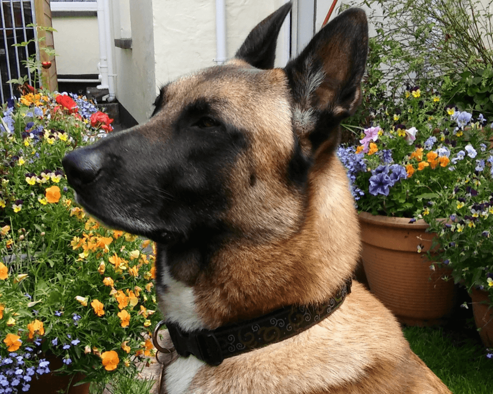 Retired police dog Blaze