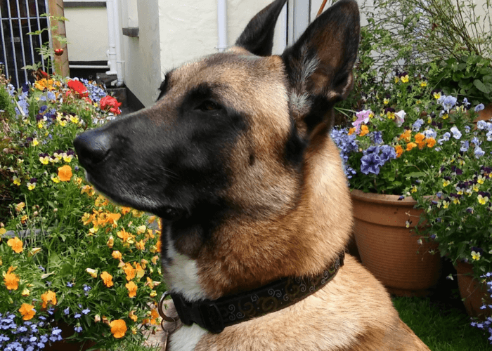 Retired police dog Blaze