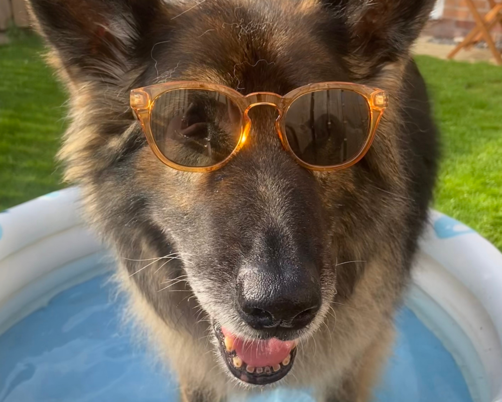Fun in the sun for retired police dog Bonnie