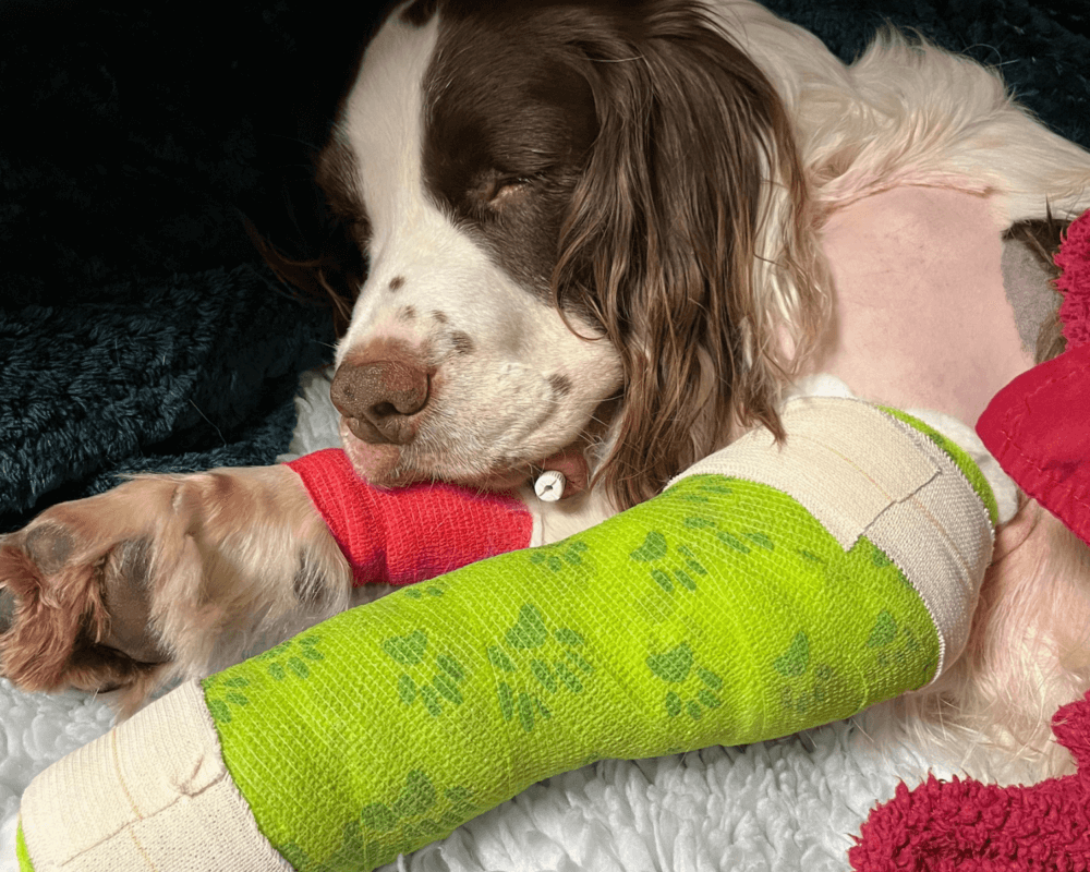 Retired police dog Charlie after surgery