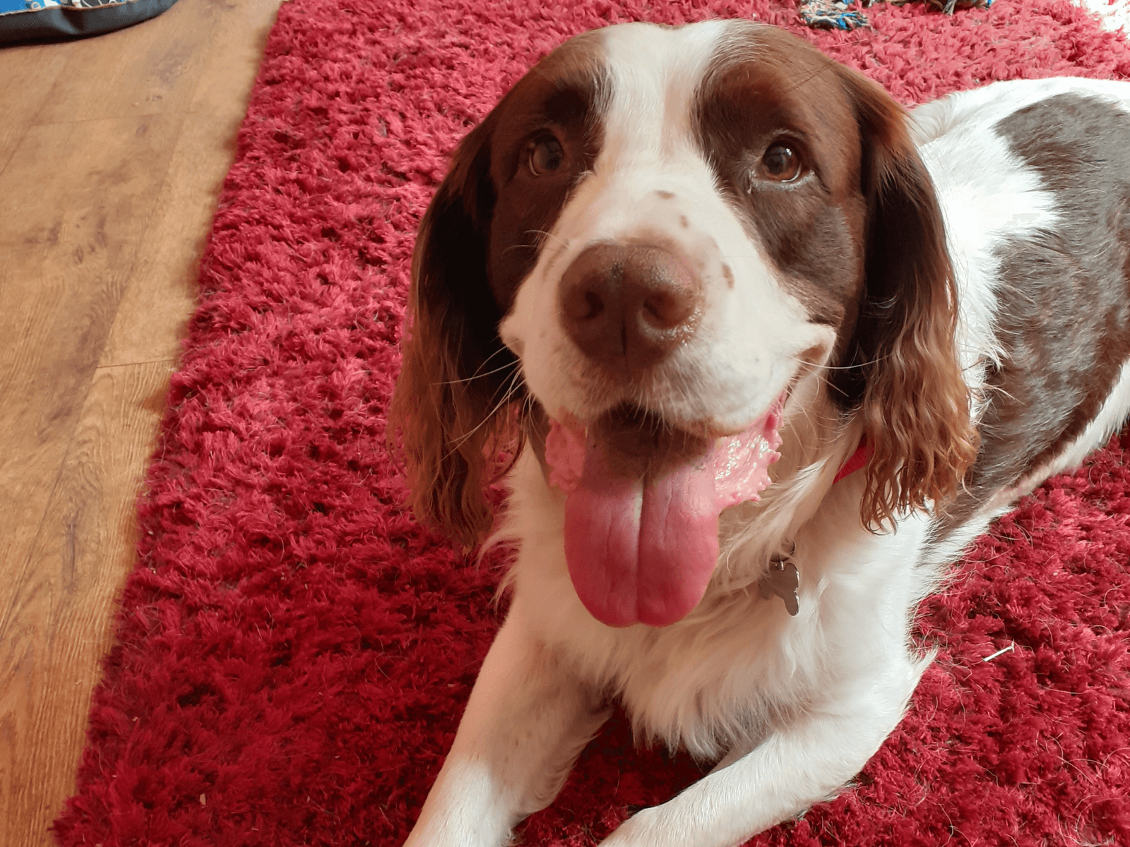 Retired police dog Charlie