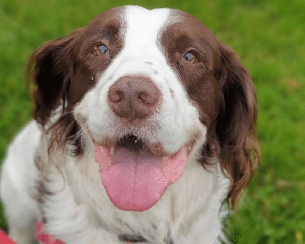 Retired police dog Charlie smiles at the camera