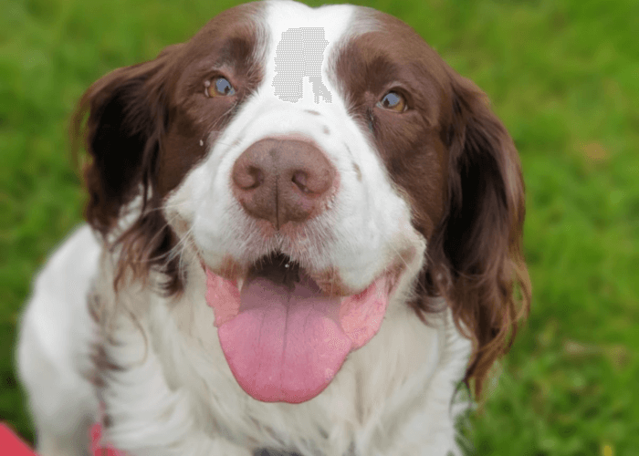Retired police dog Charlie smiles at the camera