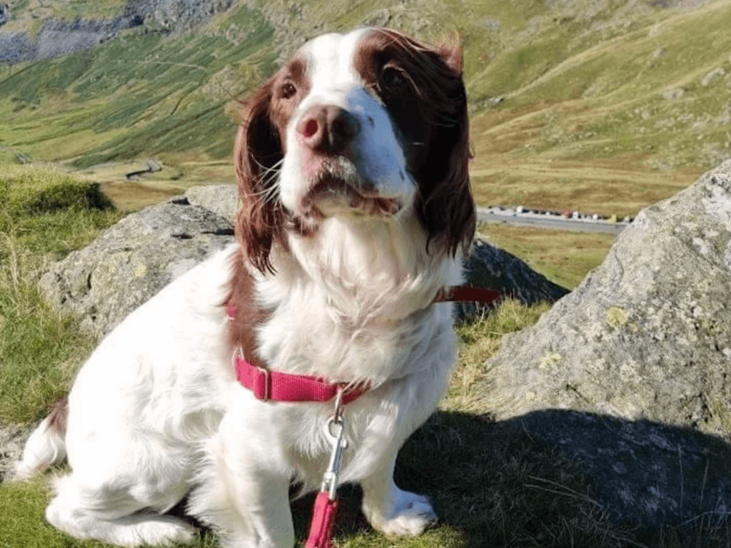 Retired police dog Charlie on a walk