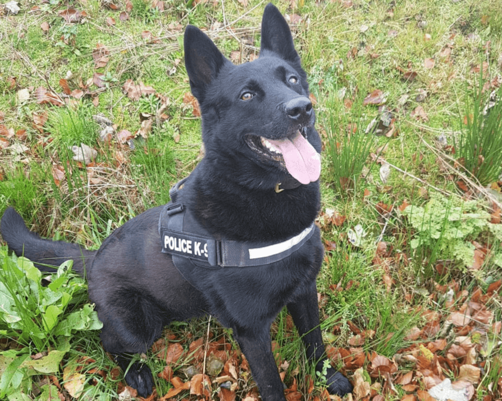 Retired police dog Cipo