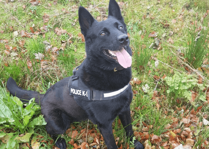Retired police dog Cipo