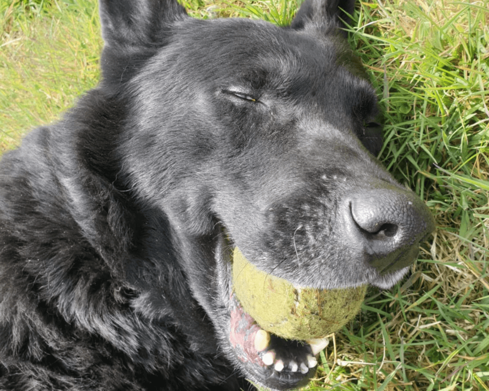Retired police dog Cipo with his ball