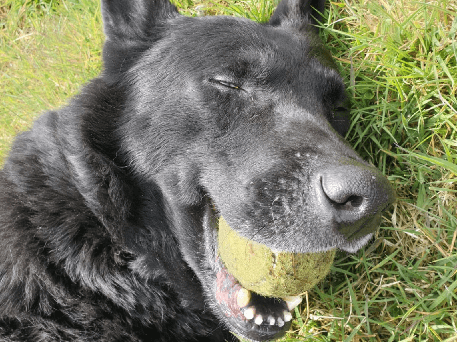 Retired police dog Cipo with his ball