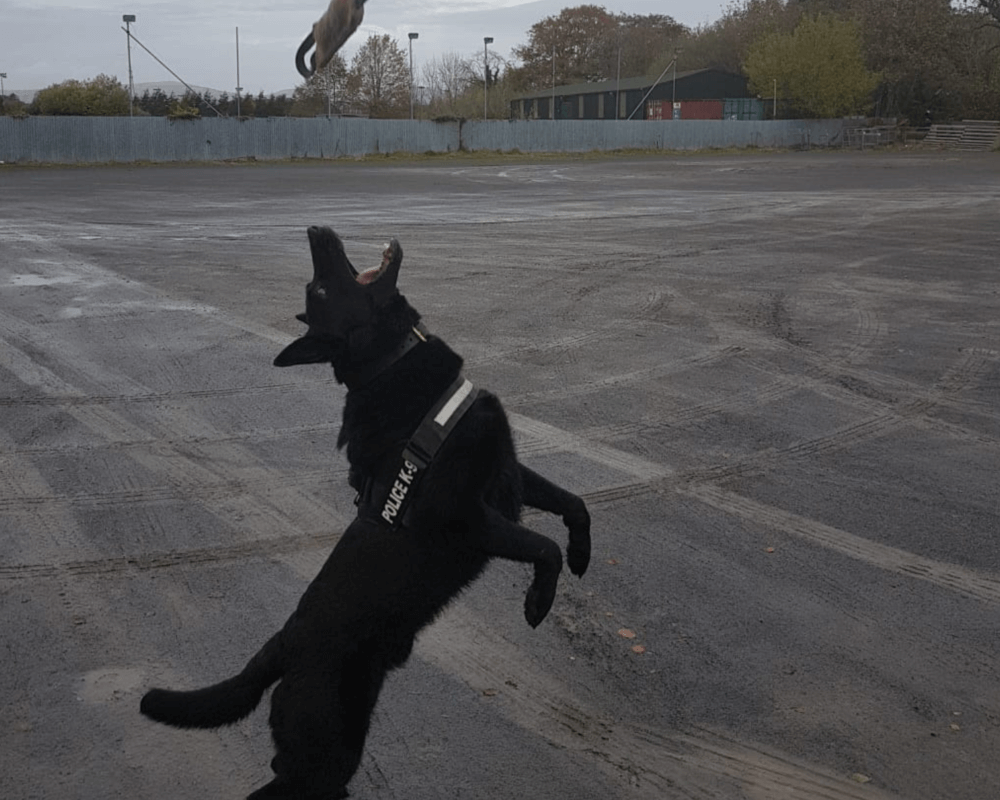 Police dog Cipo jumps for a toy