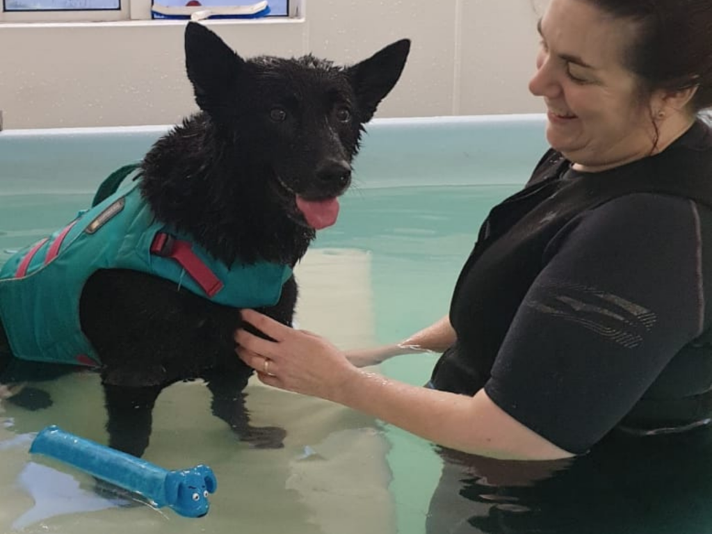 Retired police dog Cipo at hydrotherapy