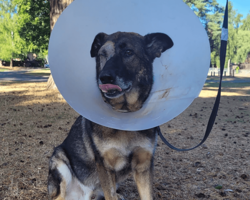 Retired police dog Cjak after surgery
