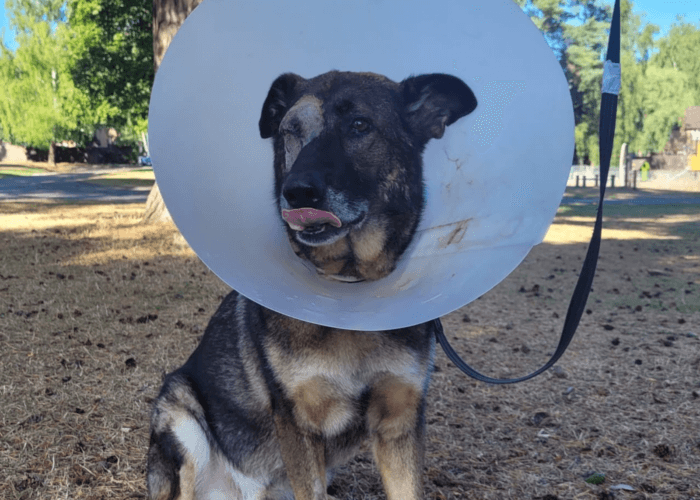 Retired police dog Cjak after surgery