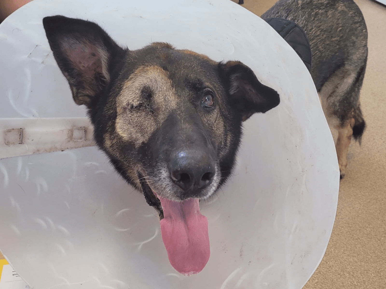 Retired police dog Cjak after eye surgery
