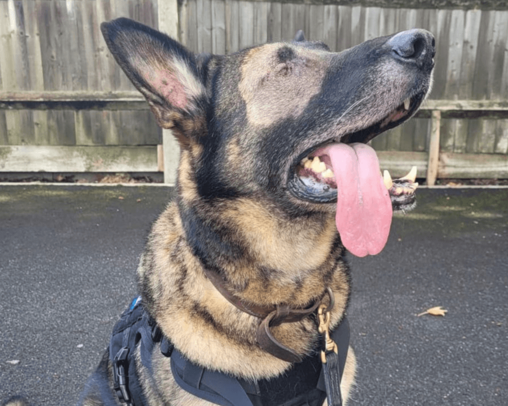 Retired police dog Cjak with his tongue out