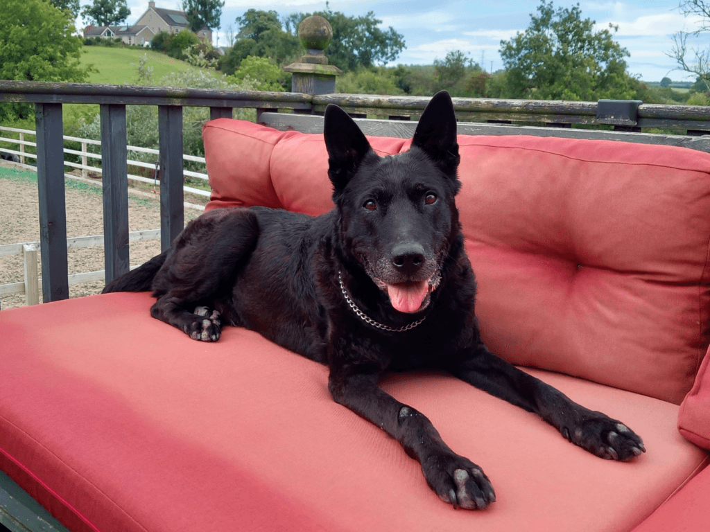 Former PSNI dog Rook enjoying retired life