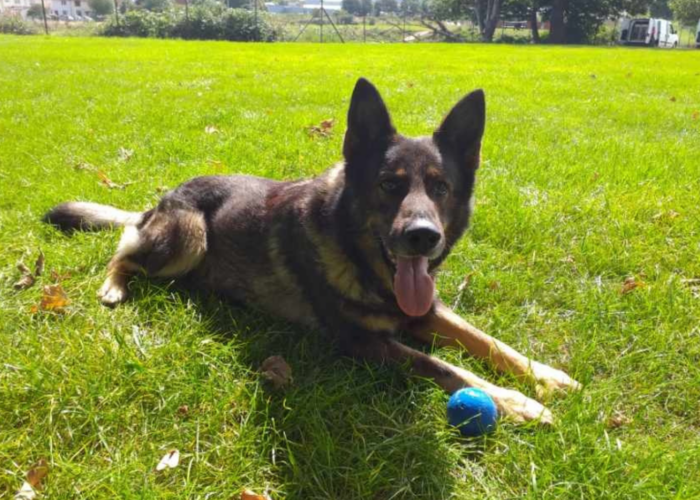 Retired police dog Csocsi