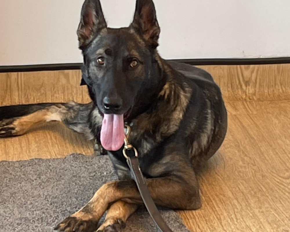 Retired police dog Danny
