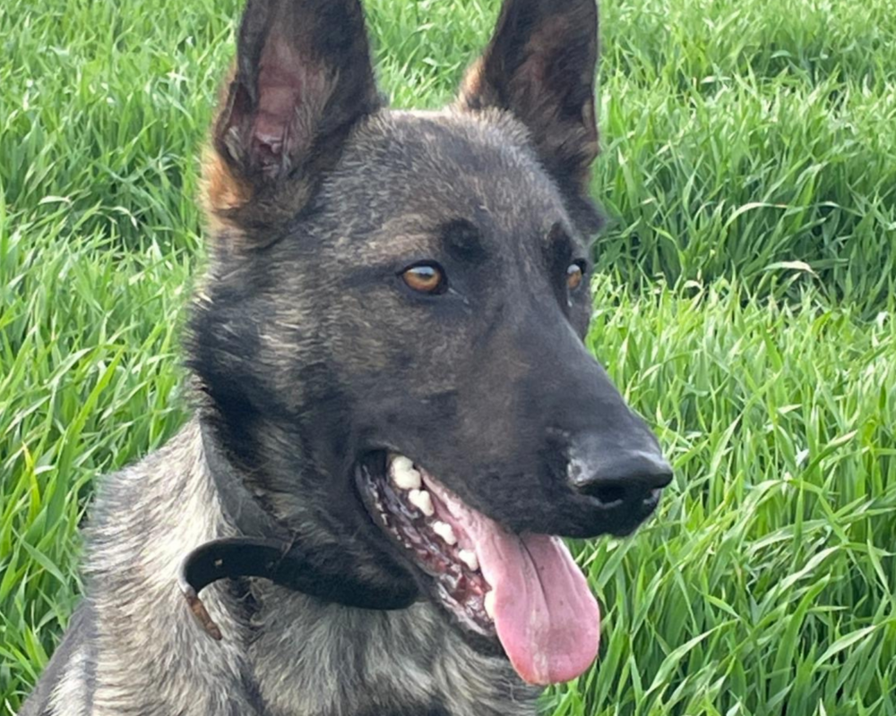 Retired police dog Danny on a walk