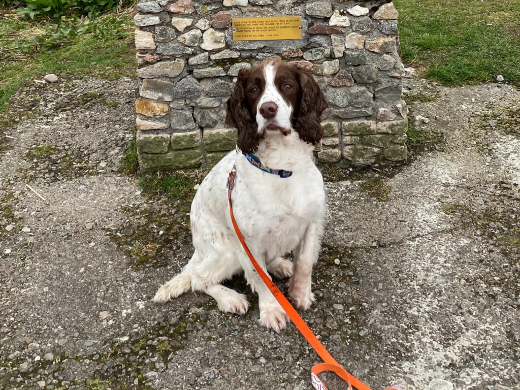 Retired police dog Diesel