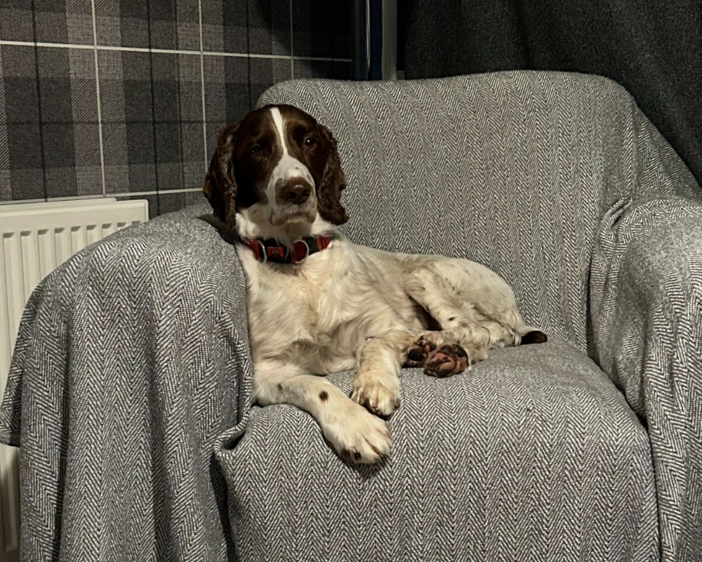 Retired police dog Digby relaxing