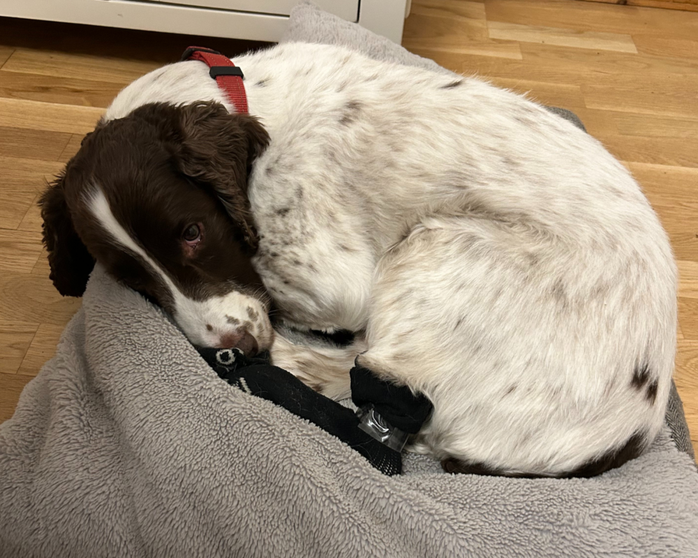 Retired police dog Digby snoozing