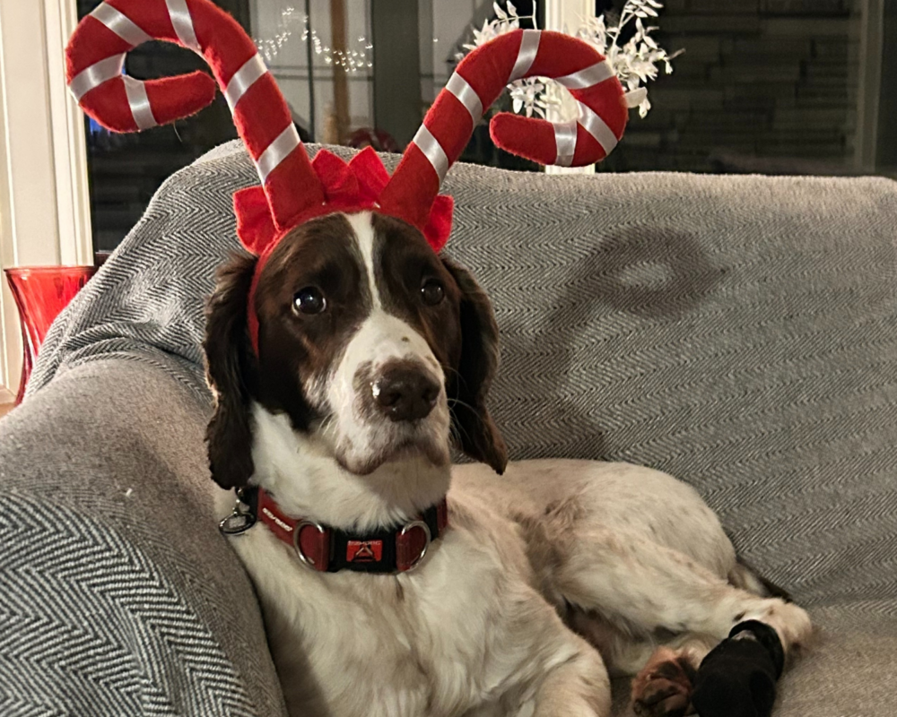 Retired police dog Digby at Christmas