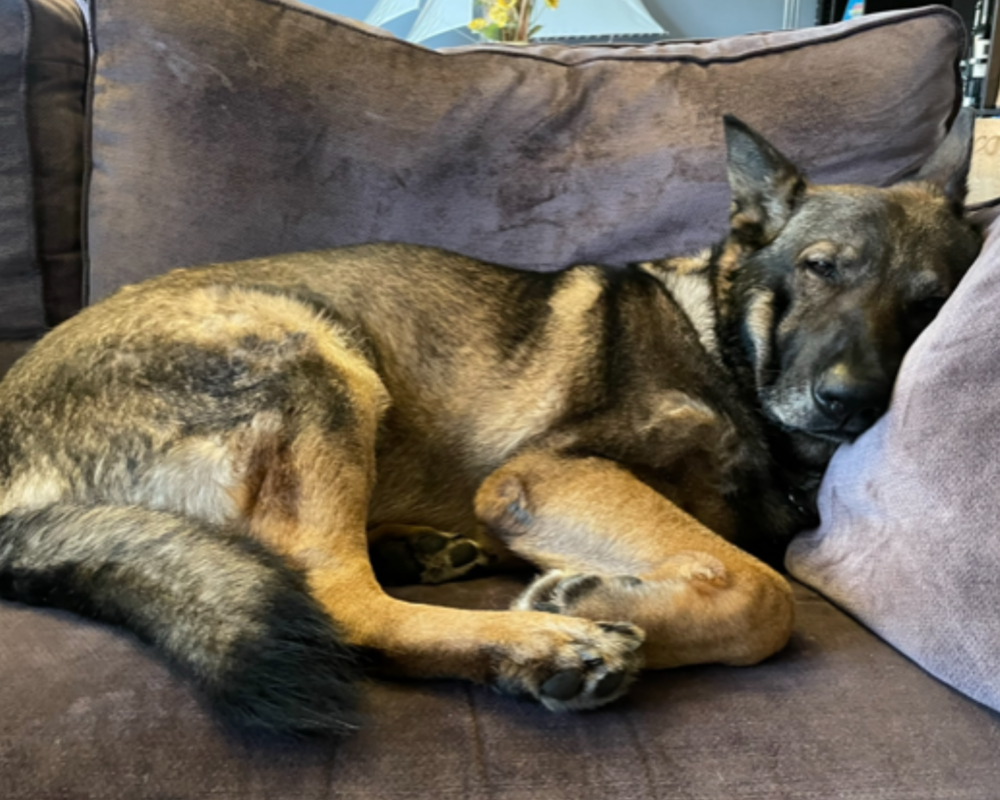Retired police dog Drake having a nap