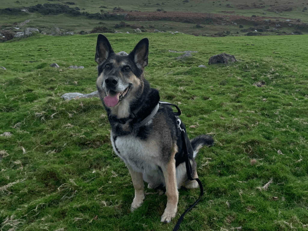 Retired police dog Elsa exploring