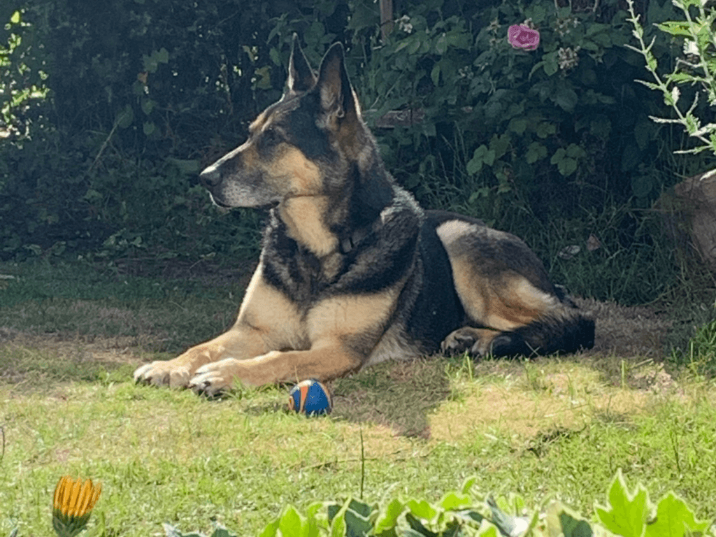 Retired police dog Elsa relaxes in the garden