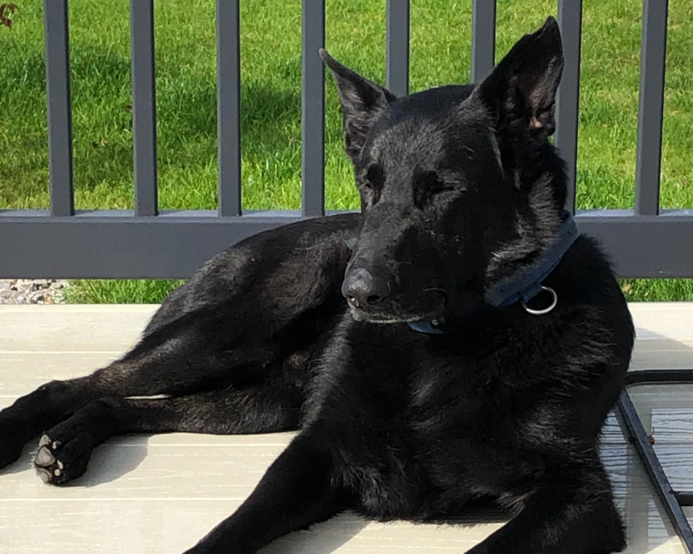 Retired police dog Enzo