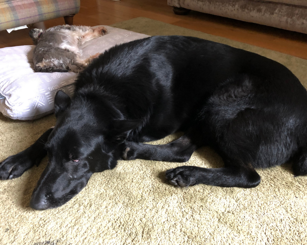Retired police dog Enzo relaxes at home