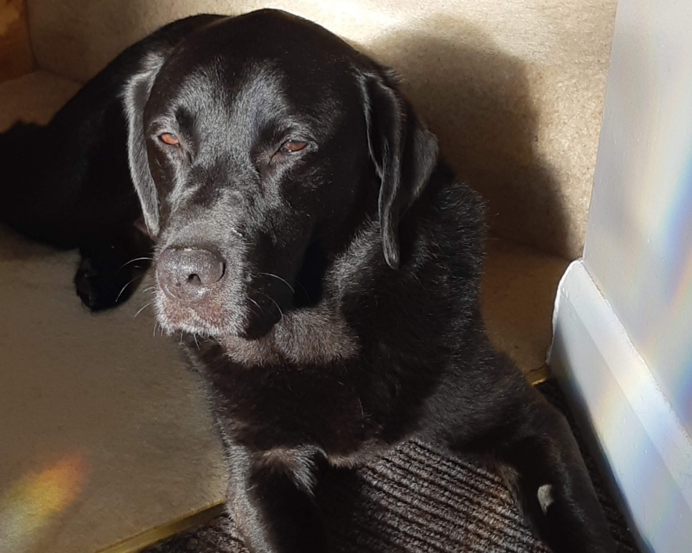 Retired police dog Ernie