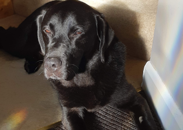 Retired police dog Ernie