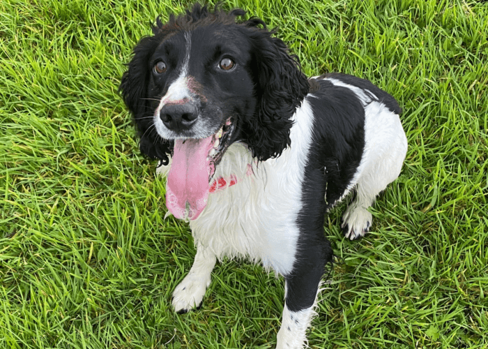 Retired police dog Frodo