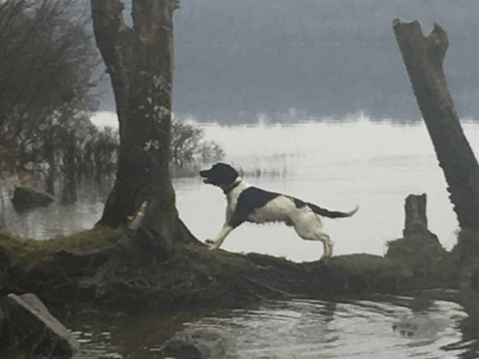 Retired police dog Frodo at the lake
