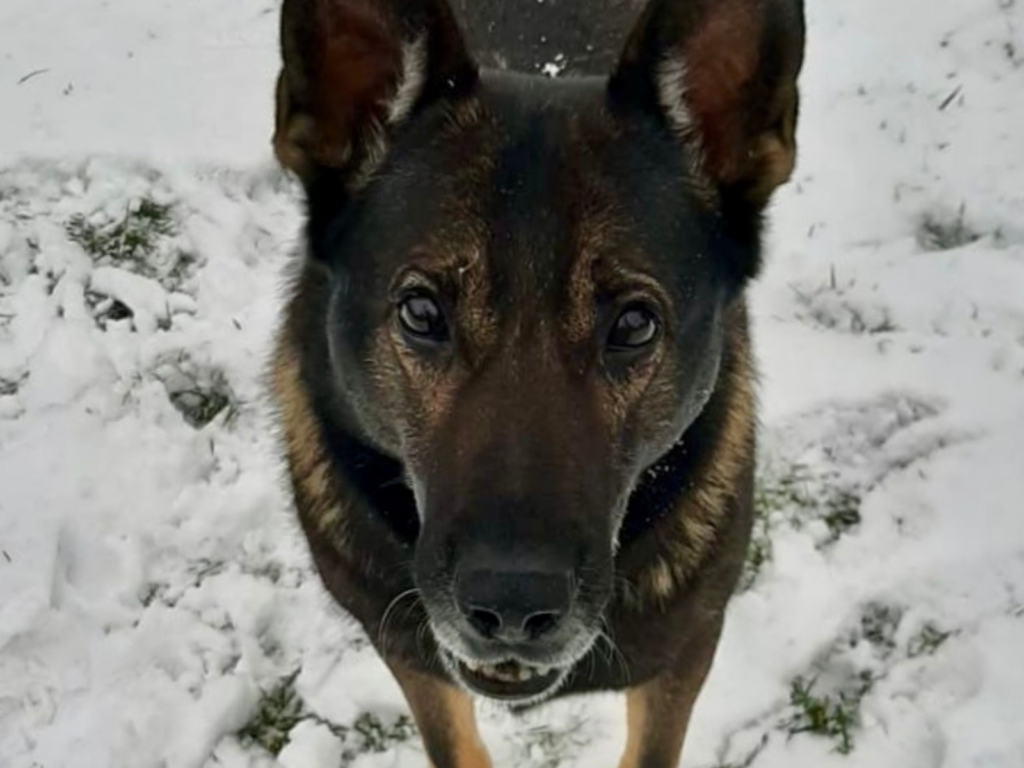 Retired police dog in the snow